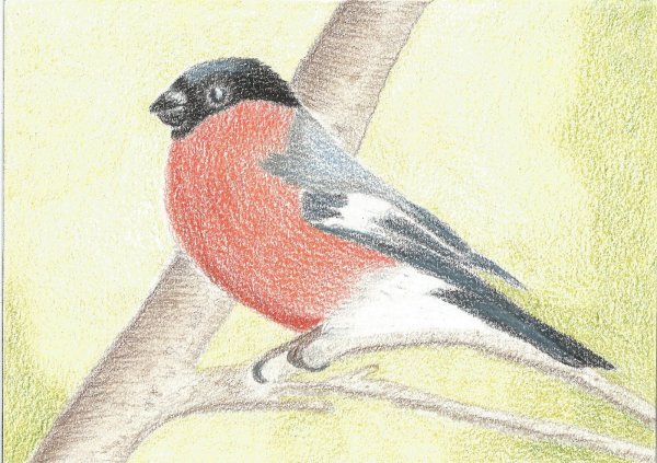 Птицы детский рисунок цветными карандашами