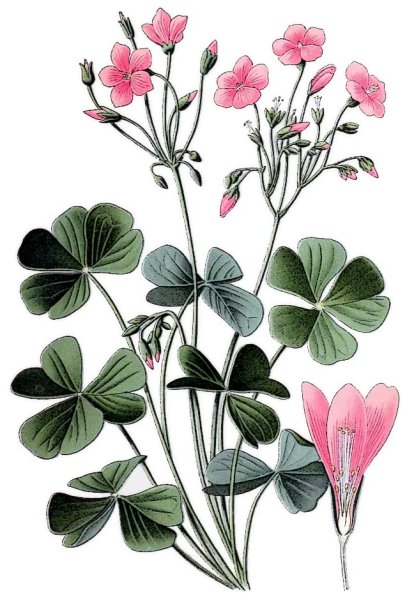 Кислица обыкновенная