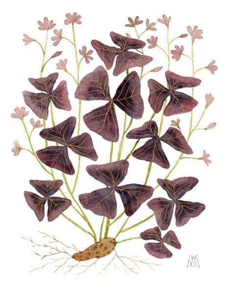 Обратнотреугольная Кислица