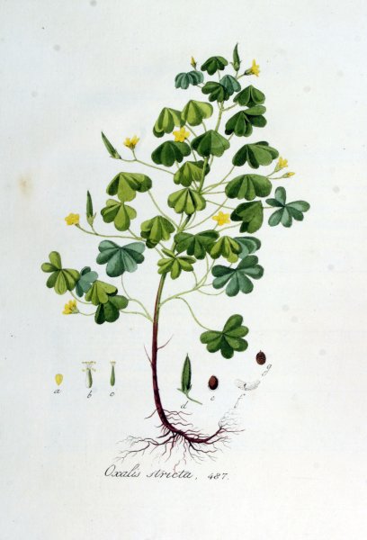 Кислица обыкновенная