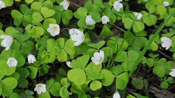 Кислица обыкновенная гербарий