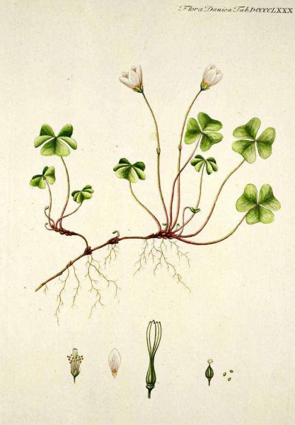 Кислица («заячья капуста», «Кукушкин Клевер»)