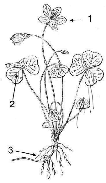 Оксалис дымчатый кварц