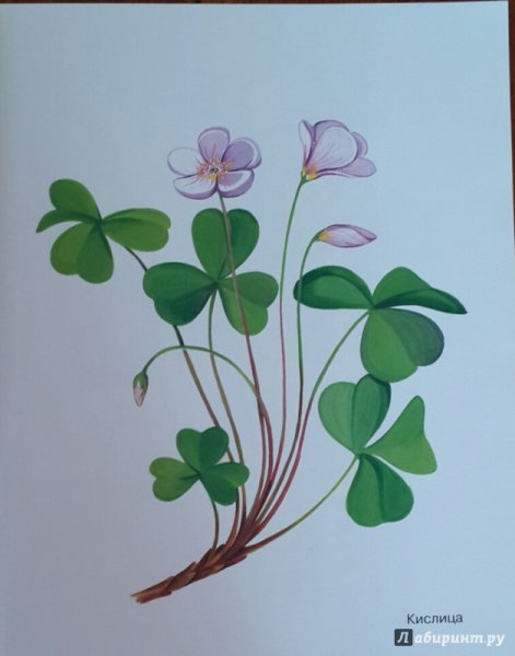 Кислица обыкновенная Oxalis acetosella l. ботаника