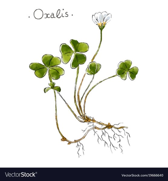 Кислица обыкновенная заячья капуста