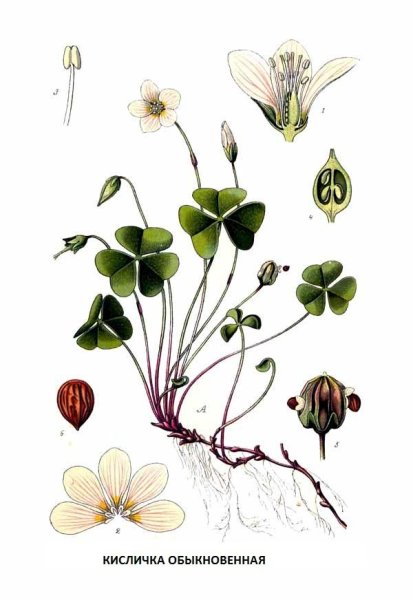 Кислица обыкновенная ботаника