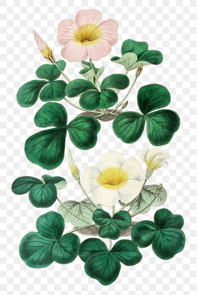 Кислица растение рисунок