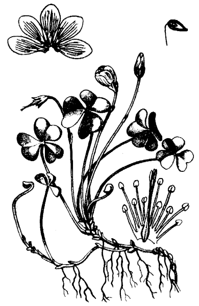 Кислица камнеломка