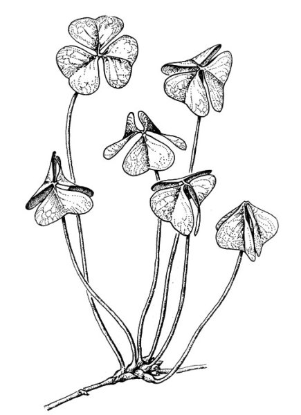 Кислица обыкновенная (Oxalis acetosella)