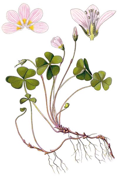 Кислица это дикорастущее растение