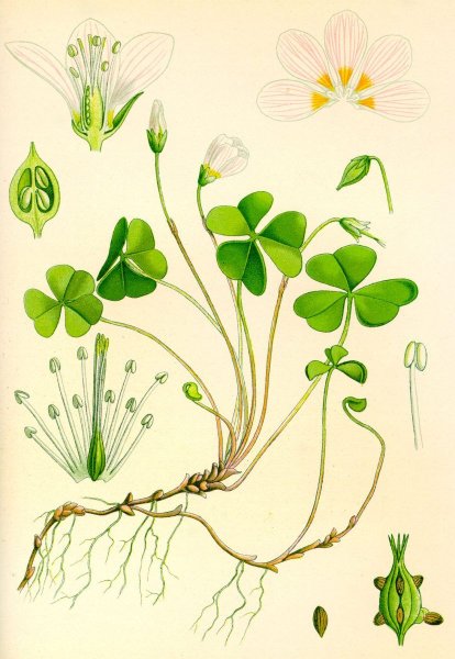 Кислица обыкновенная ботаника