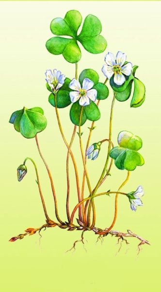 Оксалис Винтаж