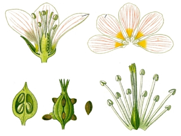 Кислица ирландский Клевер