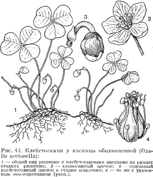 Оксалис на белом фоне