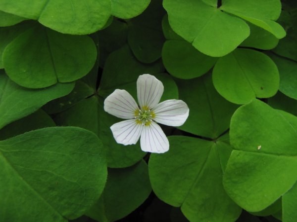 Кислица обыкновенная заячья капуста