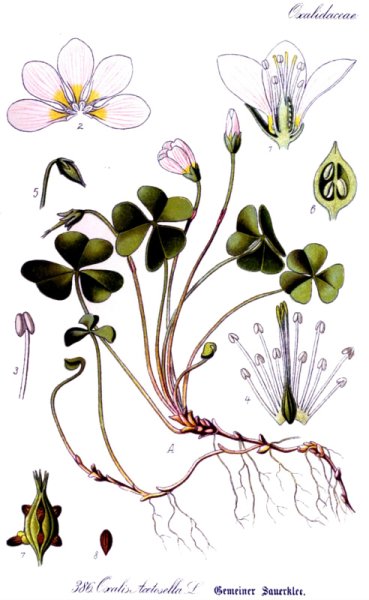 Кислица обыкновенная ботаника