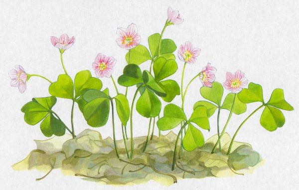 Кислица обыкновенная ботаника