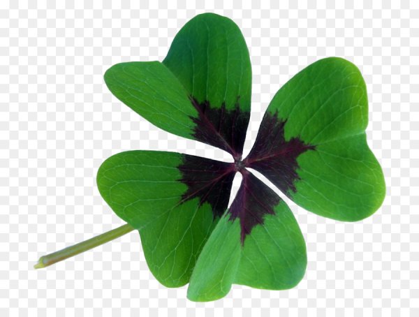 Кислица строение растения