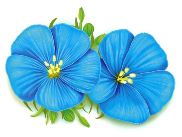 Цветок льна на белом фоне