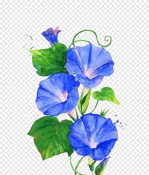 Ипомея акварелью