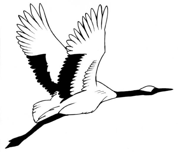 Стерх рисунок карандашом