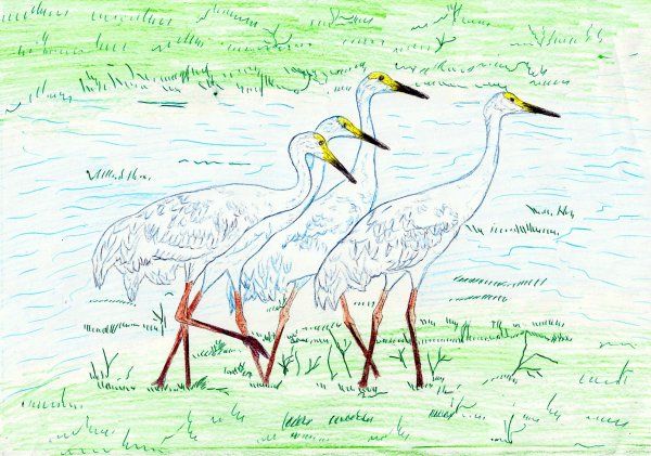 Краснокнижные птицы рисунок