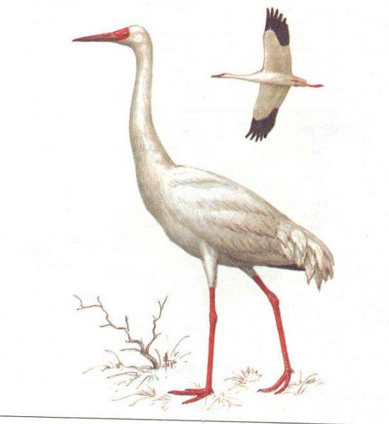Белый журавль Стерх для детей