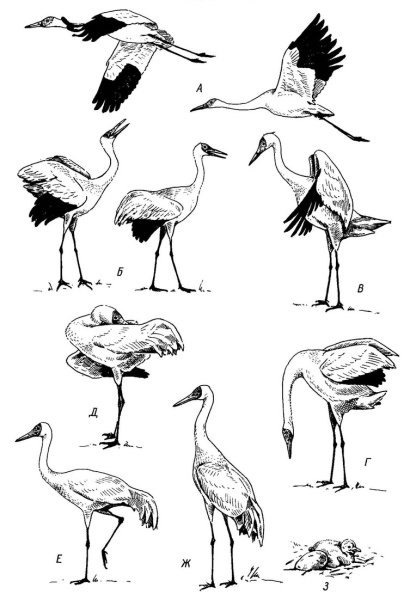 Птицы в разных позах