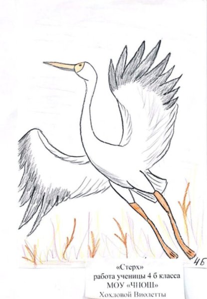 Стерх птица рисунок