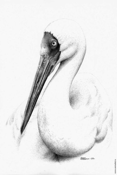 Стерх нарисовать