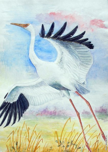 Птицы Якутии Стерх