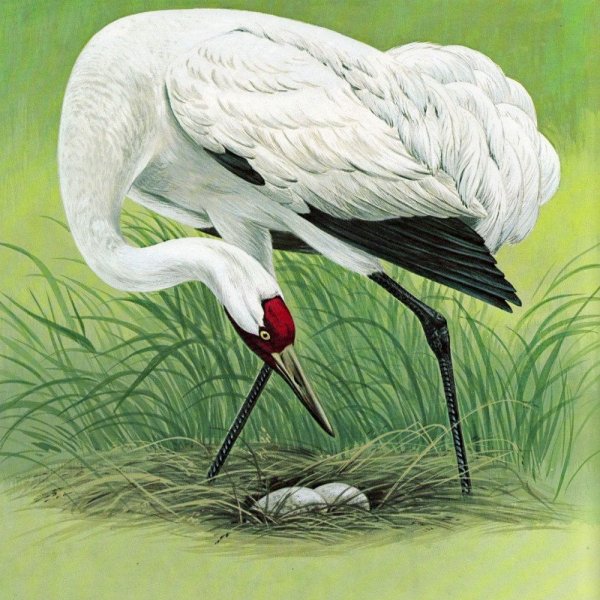 Стерх Клевер