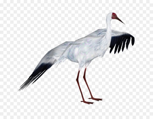 Стерх на белом фоне