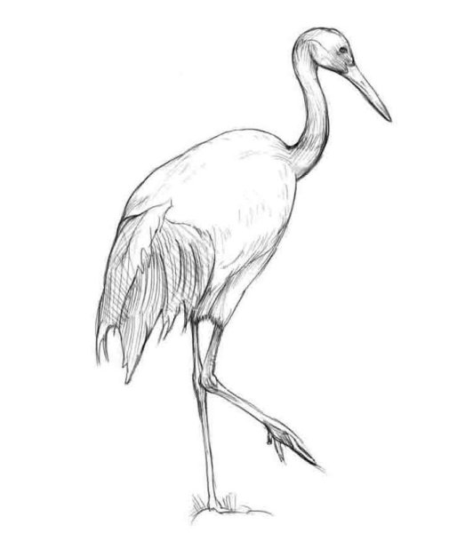 Журавль рисунок