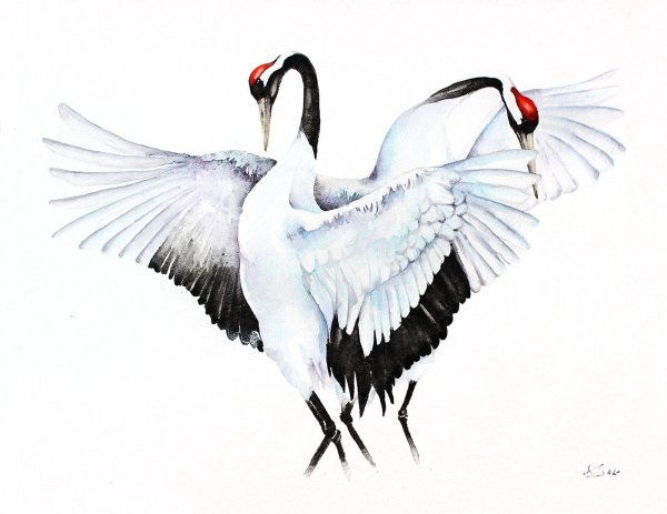 Каролина Кижак журавль акварель