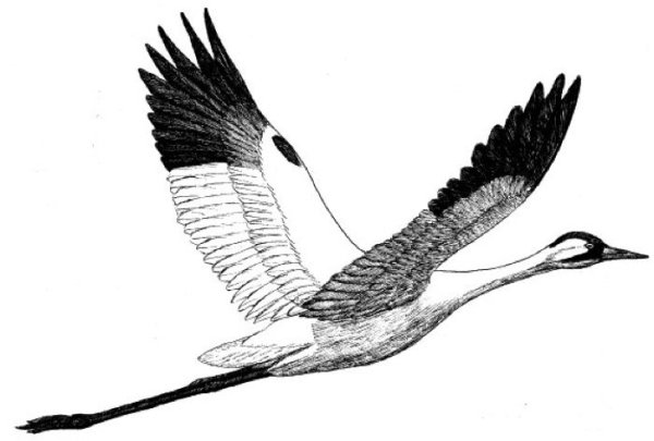 Летят Журавли