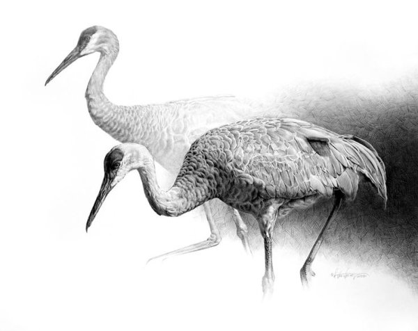 Журавль рисунок