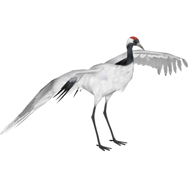 Стерх на белом фоне