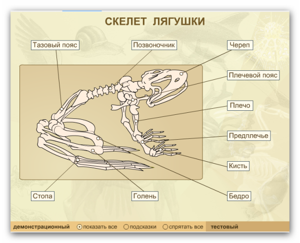 Строение скелета лягушки биология