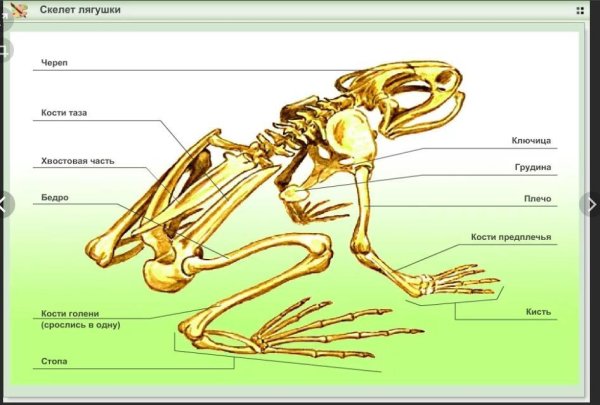 Строение лягушки кости