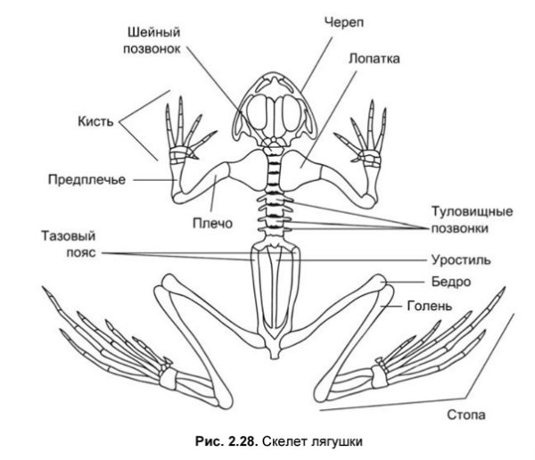 Уростиль в скелете лягушки