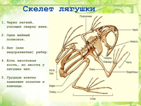 Скелет лягушки 7 класс биология