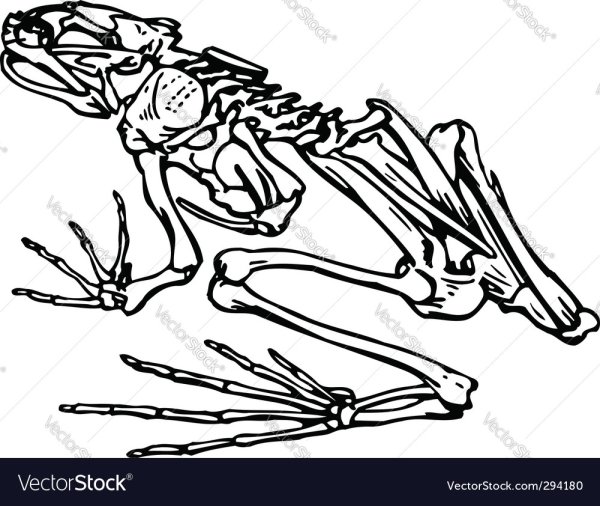 Строение скелета лягушки биология