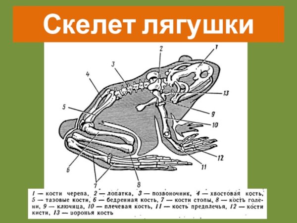 Строение земноводных скелет лягушки