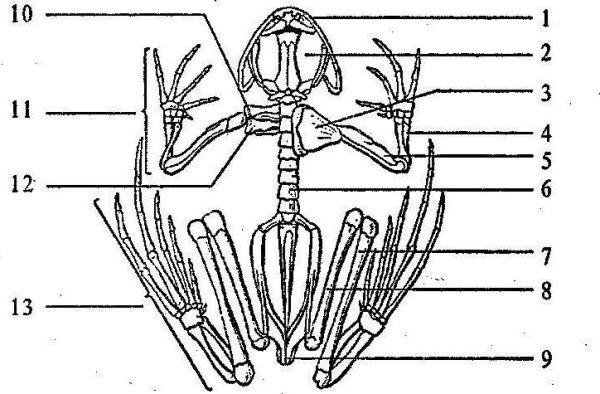 Строение скелета лягушки биология