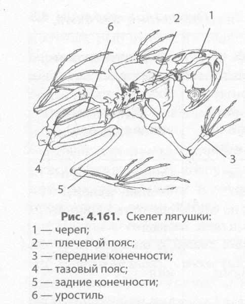 Строение скелета лягушки биология