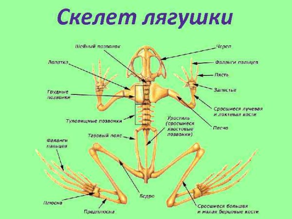 Скелет лягушки анатомия