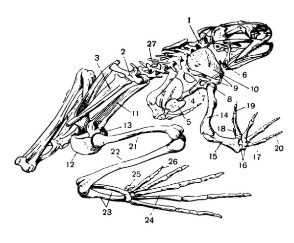 Скелет земноводных биология 7 класс