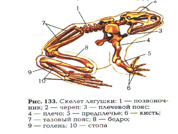 Скелет земноводных биология 7 класс