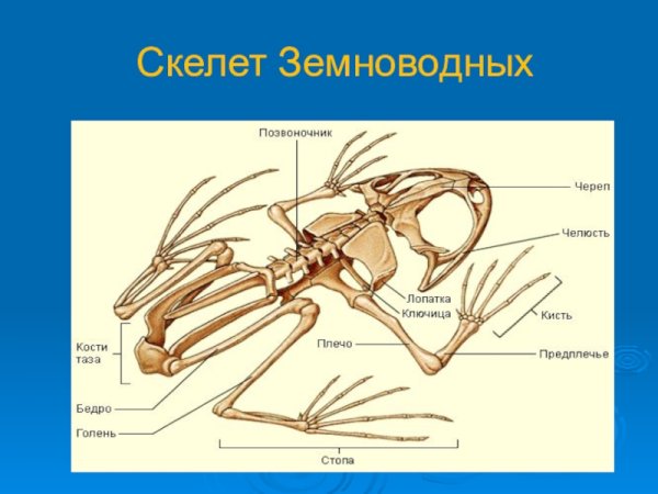 Рис скелет лягушки